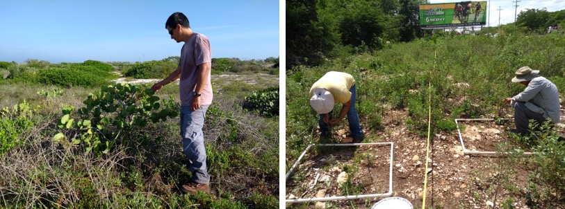 Luis Abdala-Roberts and colleagues surveying in Yucatan, Mexico