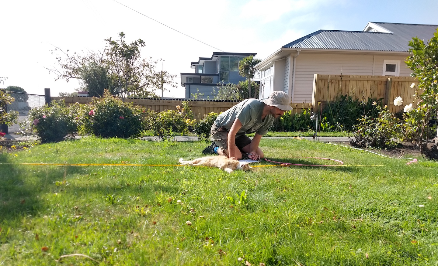 Warwick Allen surveying Taraxacum officinale in Christchurch, New Zealand with a feline friend