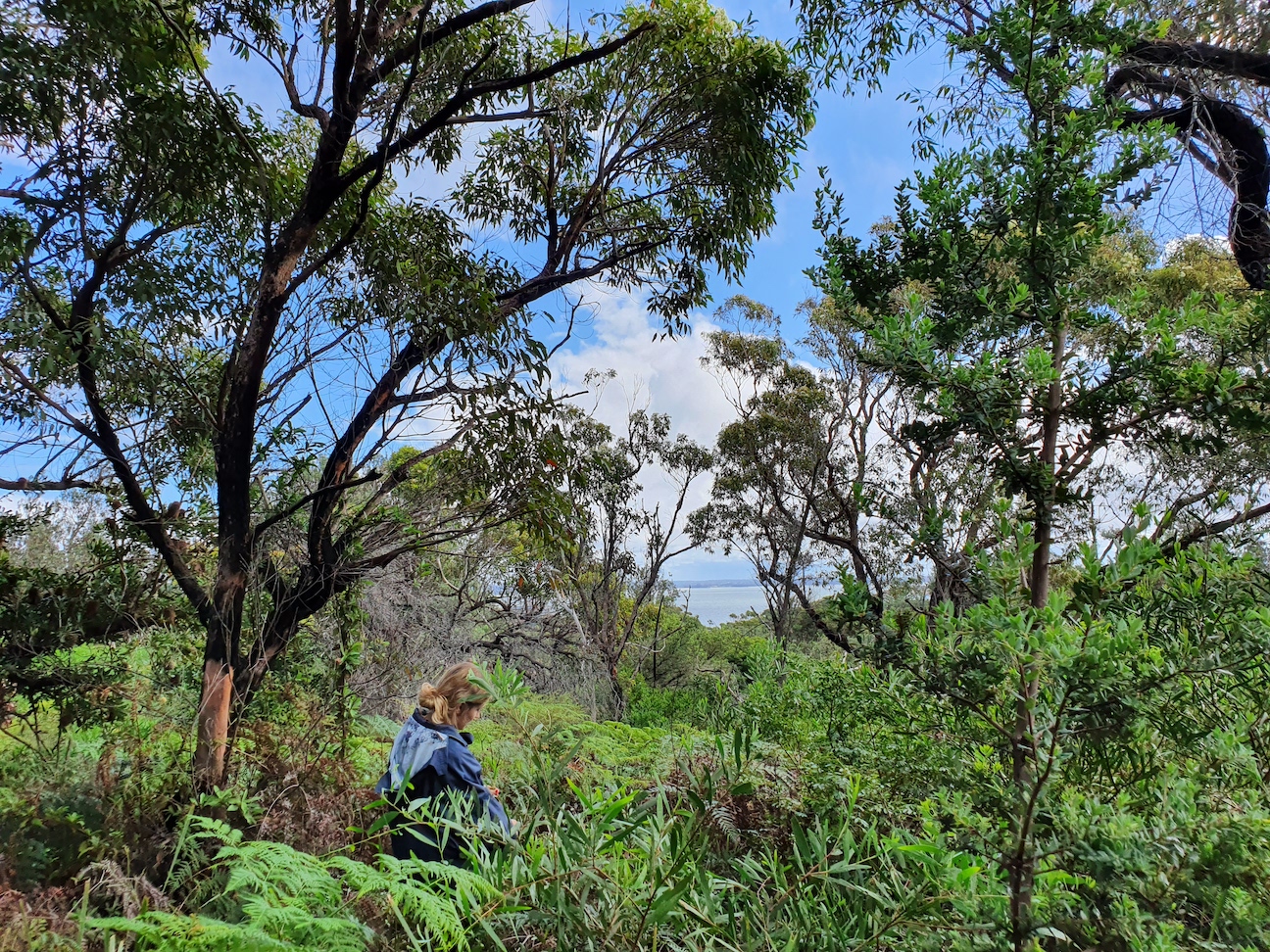 Angela Moles and Suz Everingham surveying an Acacia in Sydney, Australia