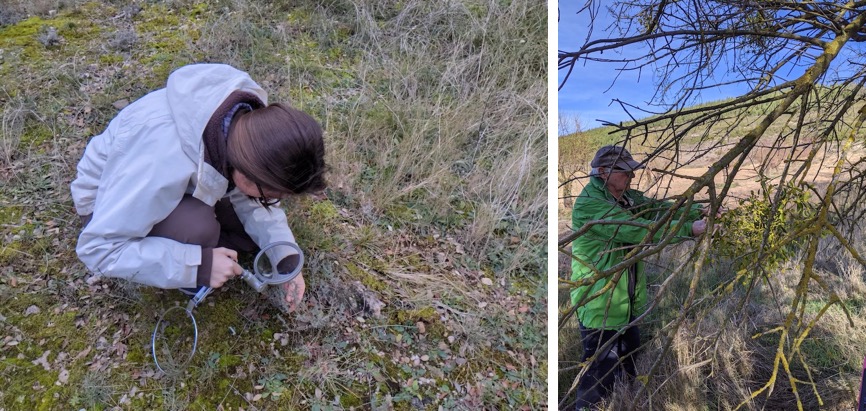 Elizeth Cinto Mejia and Jose Cinto Perez surveying Thymus vulgaris and Viscum album in north central Spain