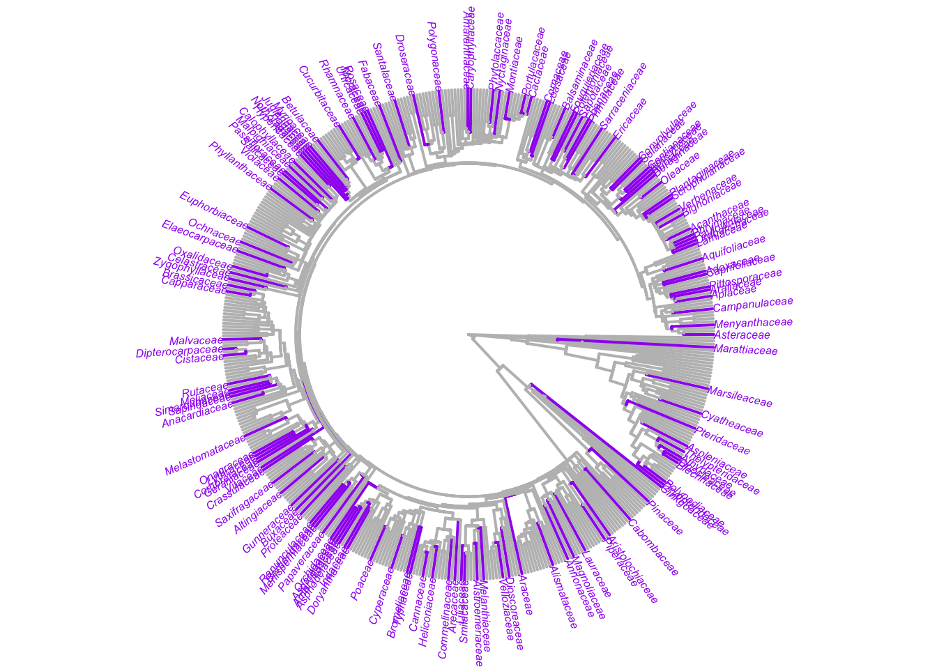 The distribution of currently sampled plant families (purple) across the phylogeny of all extant vascular plant families. Tree made by HerbVar collaborator [Marjorie Weber](http://www.theweberlab.com) with mega-tree from Jin et al. 2019.