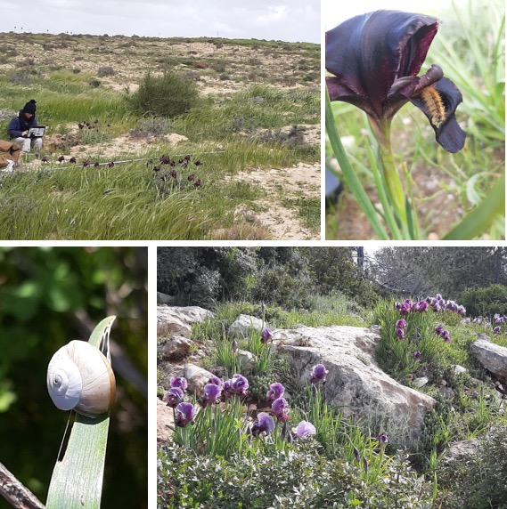 Yuval Sapir, Bella Sapir, and Tamar Keasar surveying irises in Israel