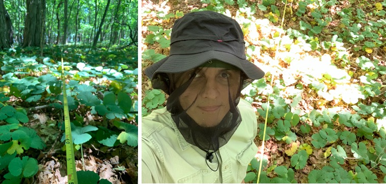 Chris Moore surveying Sanguinaria canadensis in Maine, USA