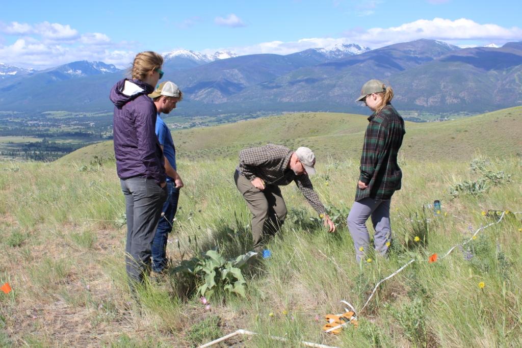 Mariana Chiuffo, Phil Hahn, and colleagues surveying in Montana, USA
