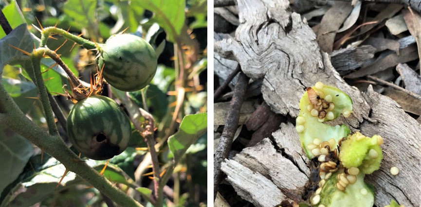 Ben Gooden found herbivore damage on the fruits of Solanum cinereum in Australia
