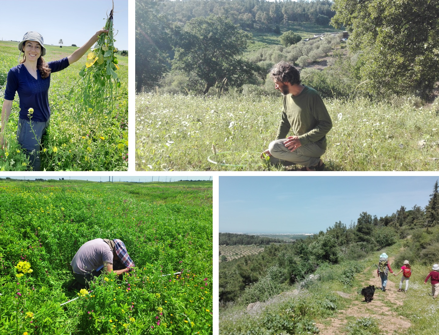 Hila Segre and Asaf Sadeh surveying Raphanus raphanistrum and other species in Israel